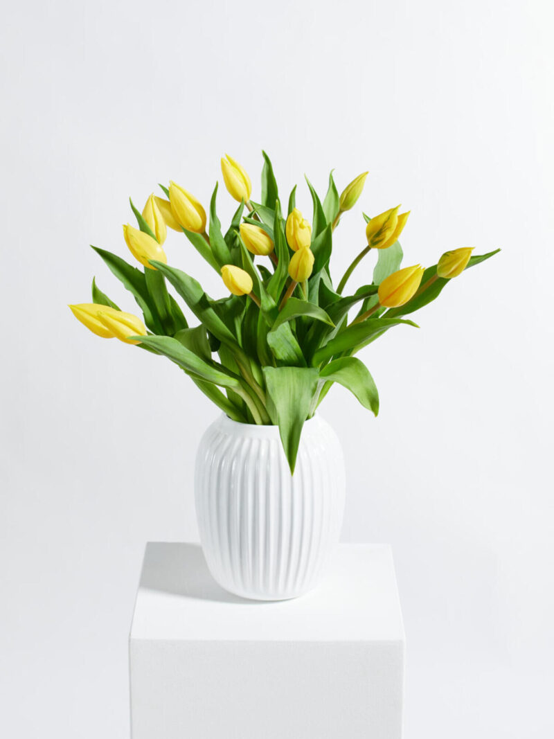 Yellow Tulips
