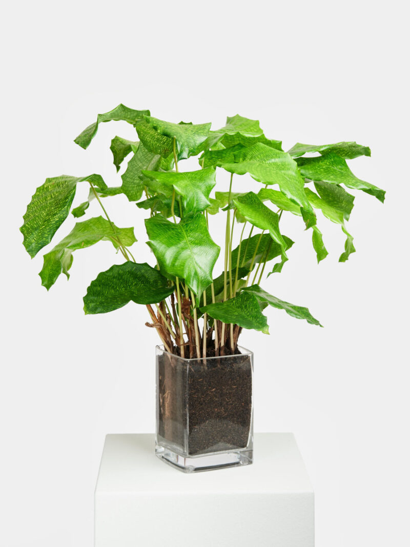 Korbmarante 'Network' in Vase