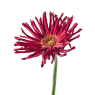Gerbera