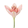 Lilien