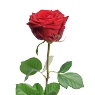 Rote Rosen