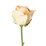 Rosen