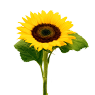 Sonnenblumen