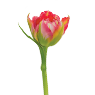 Tulpen