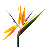 Exotische Blumen