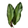 Pflanzen